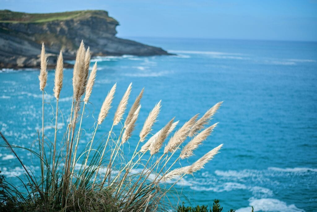 Vista al mar desde un acantilado con hierbas en primer plano en Cantabria